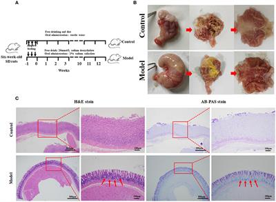 Alteration of gastric microbiota and transcriptome in a rat with gastric intestinal metaplasia induced by deoxycholic acid